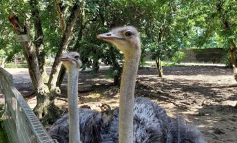 PD Ostrich & Pets Show Farm