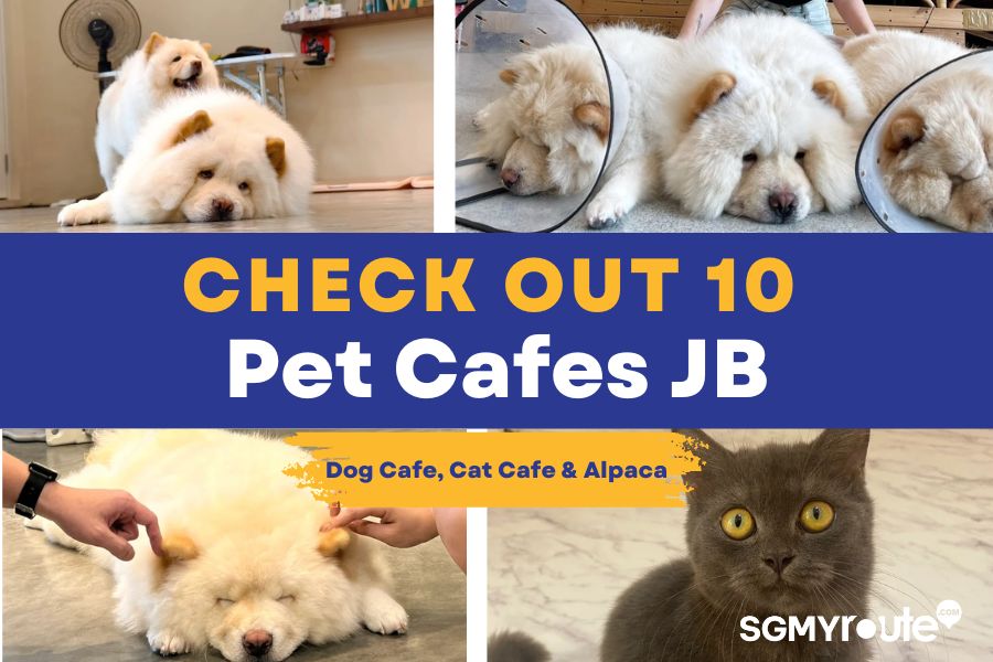 Check Out 10 Pet Cafes JB The Best Dog Cafe, Cat Cafe & Alpaca