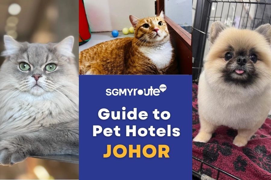 Guide to Pet Hotels JB: Affordable pet hotels for 15 SGD/night